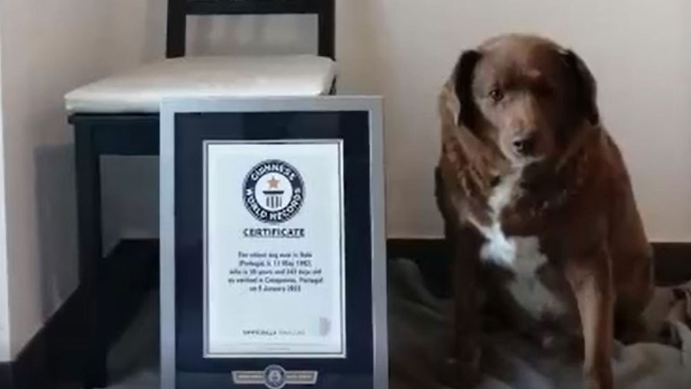Dünyanın en yaşlı köpeği Guinness Rekorlar Kitabı'nda!