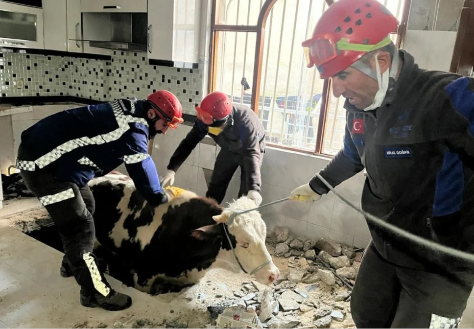 Fırsatçılar işbaşında! 30 bin liralık hayvanı 3 bin liraya alıyor