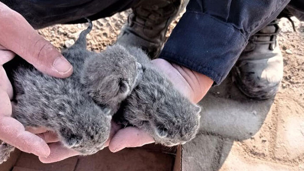 Osmaniye'de yıkılan binadan 5 yavru kedi kurtarıldı