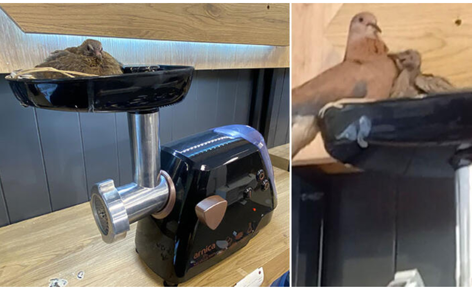 Kıyma makinesine yuva yapan kuşun yavruları oldu