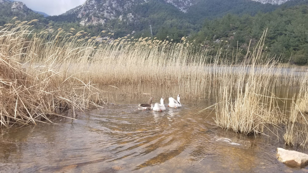 Kuraklık Marmara Gölü'nü de vurdu! Göçmen kuşların son durağı orası olabilir