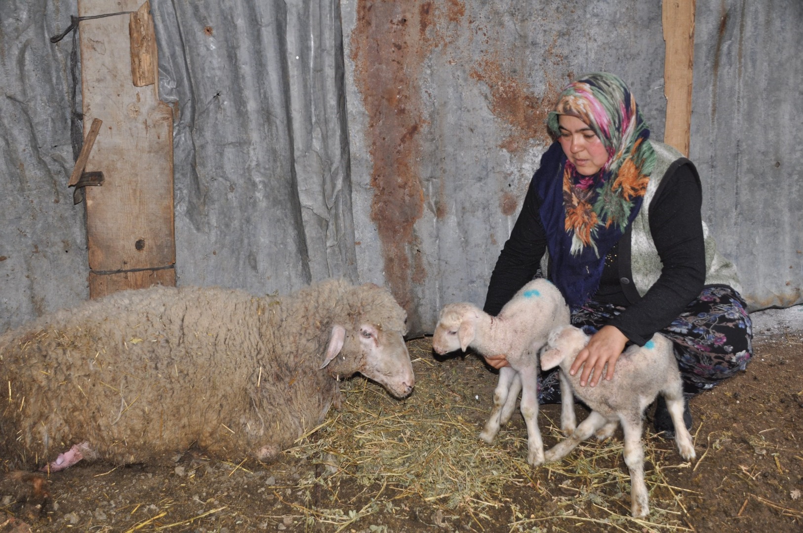 İkiz doğurup telef oldu