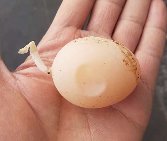 Kuyruklu yumurta görenleri şaşırttı