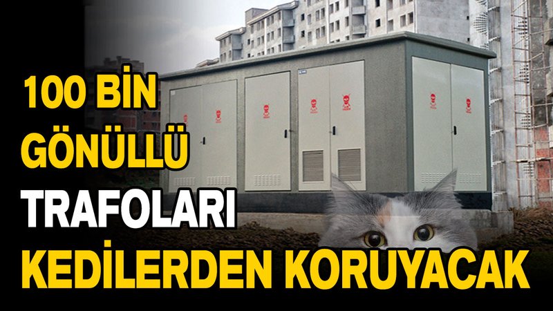 100 bin gönüllü 14 Mayıs'ta trafoları kedilerden koruyacak!