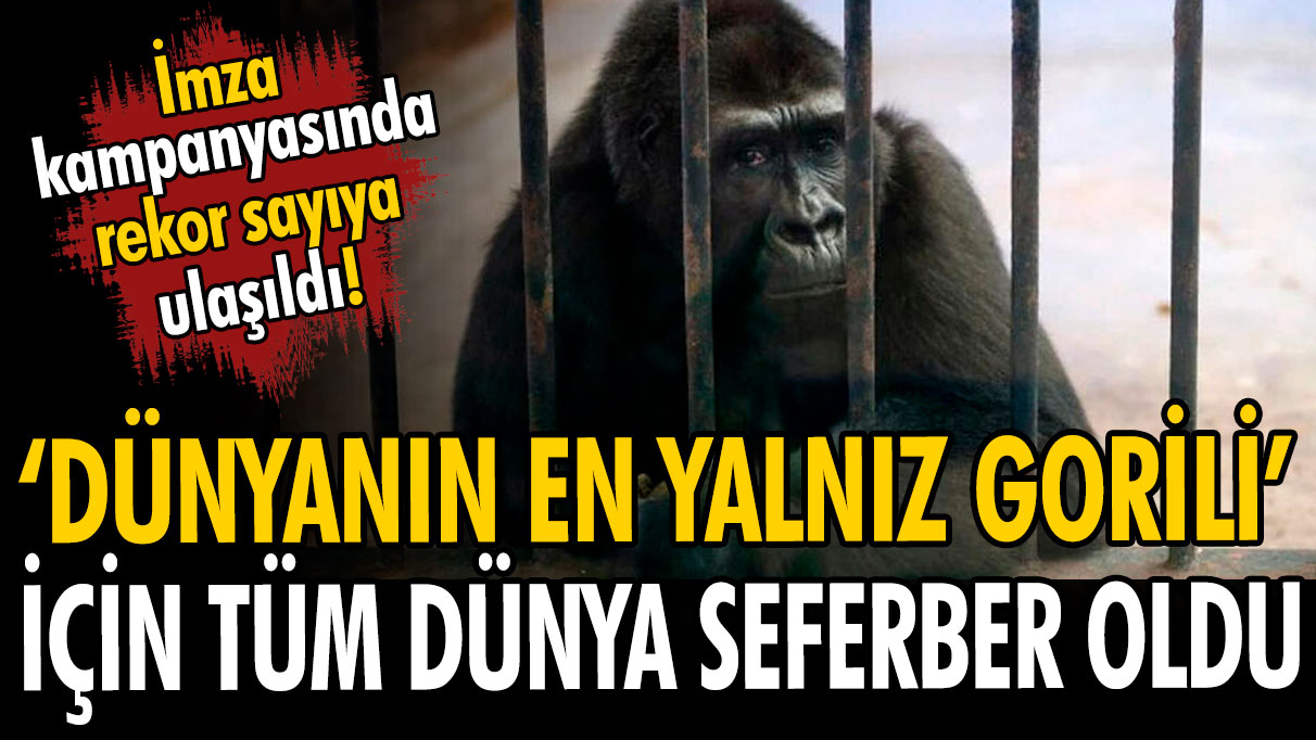 ‘Dünyanın en yalnız gorili’ için başlatılan imza kampanyasında rekora koşuluyor