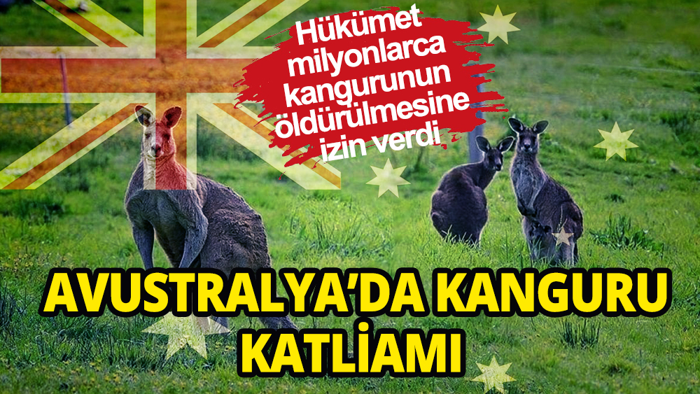 Avustralya'da kanguru katliamı