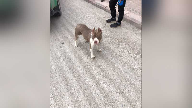 Konya'da Pitbull sahiplerine binlerce liralık ceza
