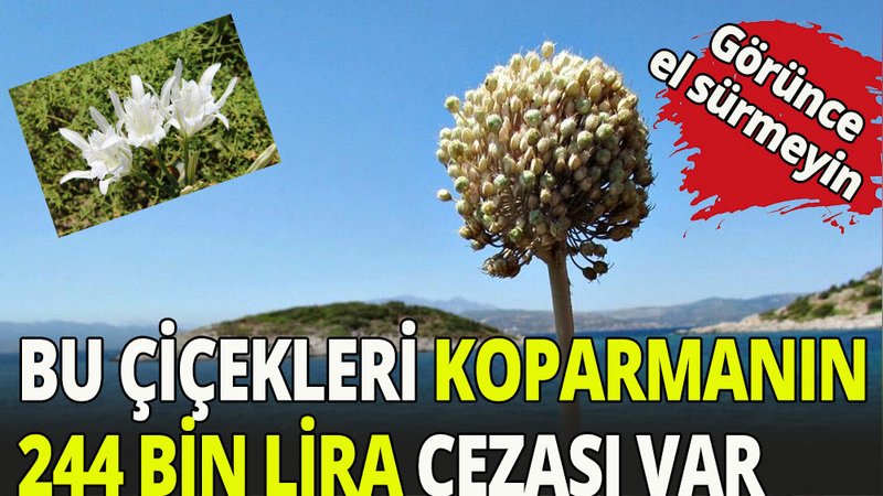 Bu çiçeklere el sürmeyin