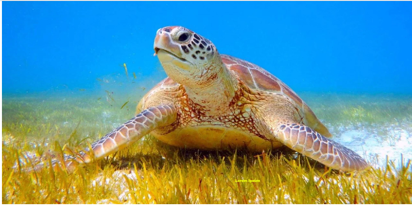 Caretta carettalar için sessizlik çağrısı