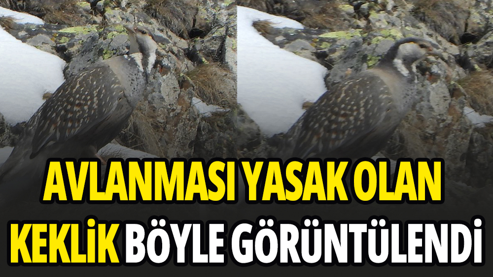 Erzurum'da ur kekliği böyle görüntülendi