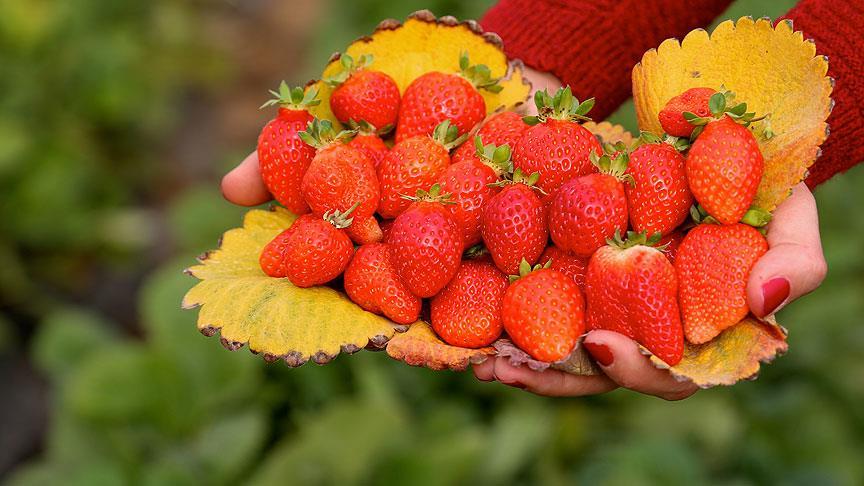 Bin 500 rakımda çilek hasadı