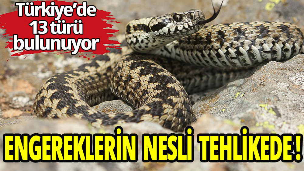 Türkiye'de engereklerin nesli tehlikede