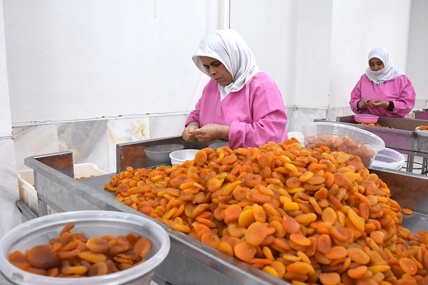 Malatya'nın kuru kayısı ihracatı martta yeniden arttı
