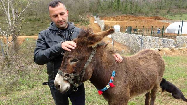 Satılık eşek ilanını görenler ‘kaç model’ diye soruyor