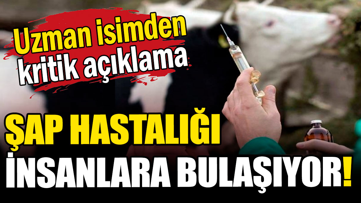 Şap hastalığında korkutan tehlike: İnsanlara bulaşıyor!