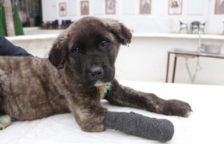 Mucize tedavi altına alındı