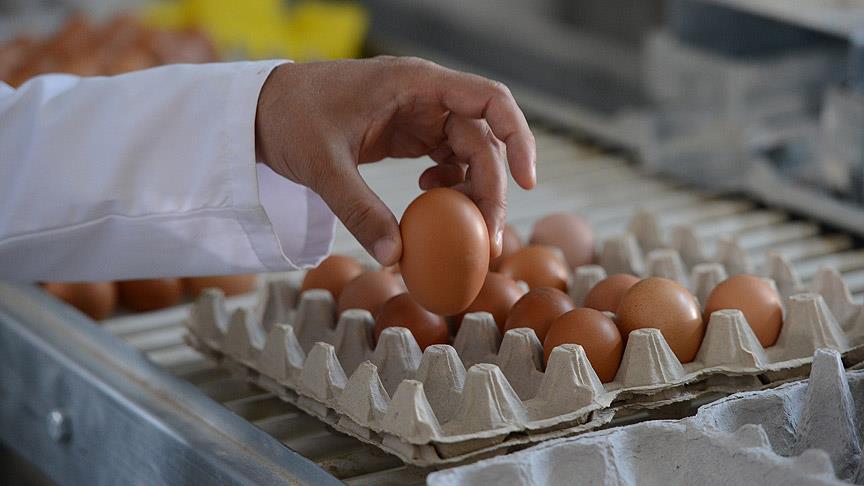 Köy yumurtası 'hilesi' bitecek