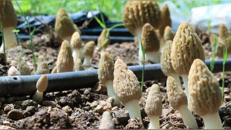 Yeni gelir kapısı: Kuzugöbeği 