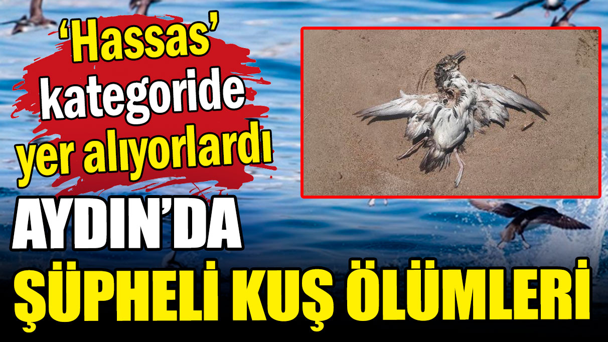 Nesli hassas kategoride yer alıyordu: Aydın'da 24 kuşun ölüsü bulundu!