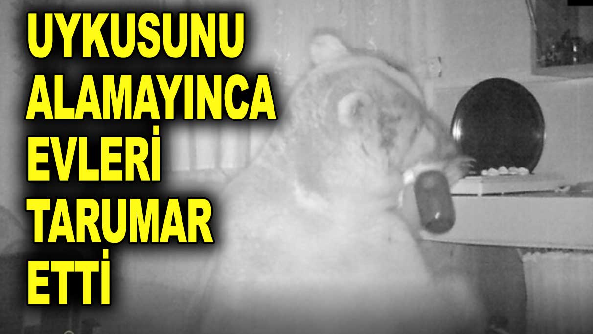Kış uykusuna yatmayan ayı yayla evlerini tarumar etti