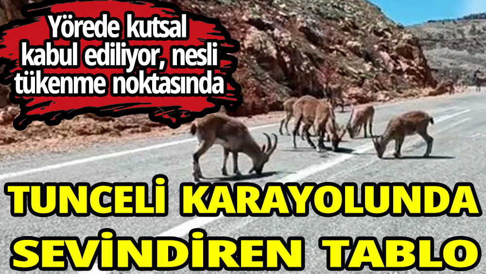 Tunceli’nin ''kutsal''ı karayoluna indi