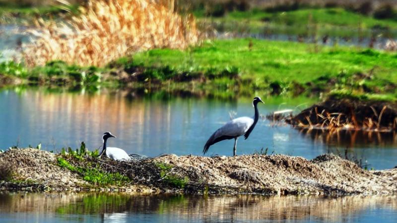 Türkülere konu olan o hayvan yıllar sonra Türkiye'de görüldü