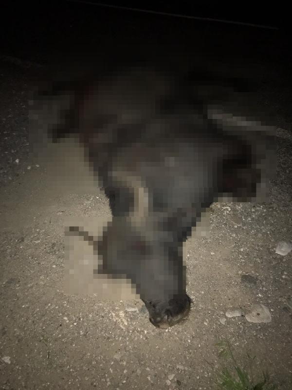 Yola çıkan mandalara otomobil çarptı