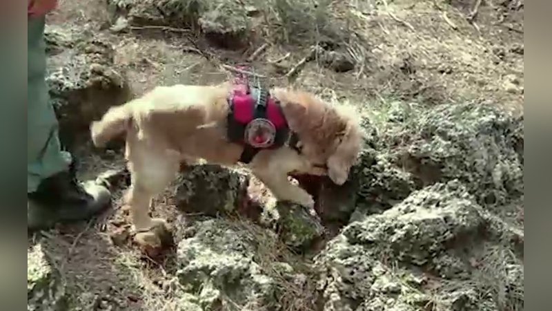 Dedektör köpek Çaki'den büyük başarı