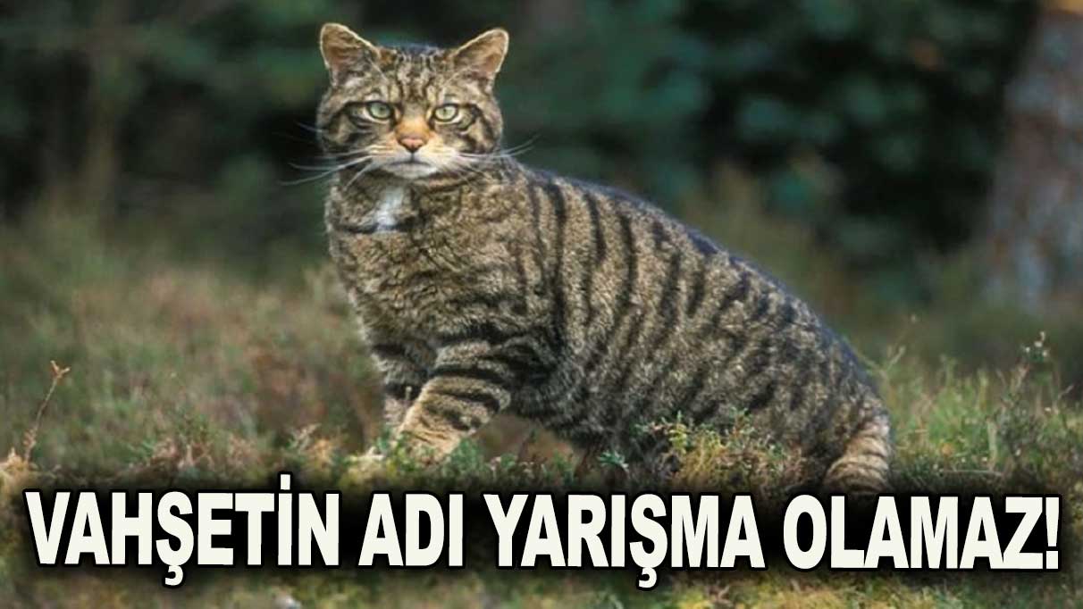 ‘Kedi öldürme yarışması’ iptal edildi