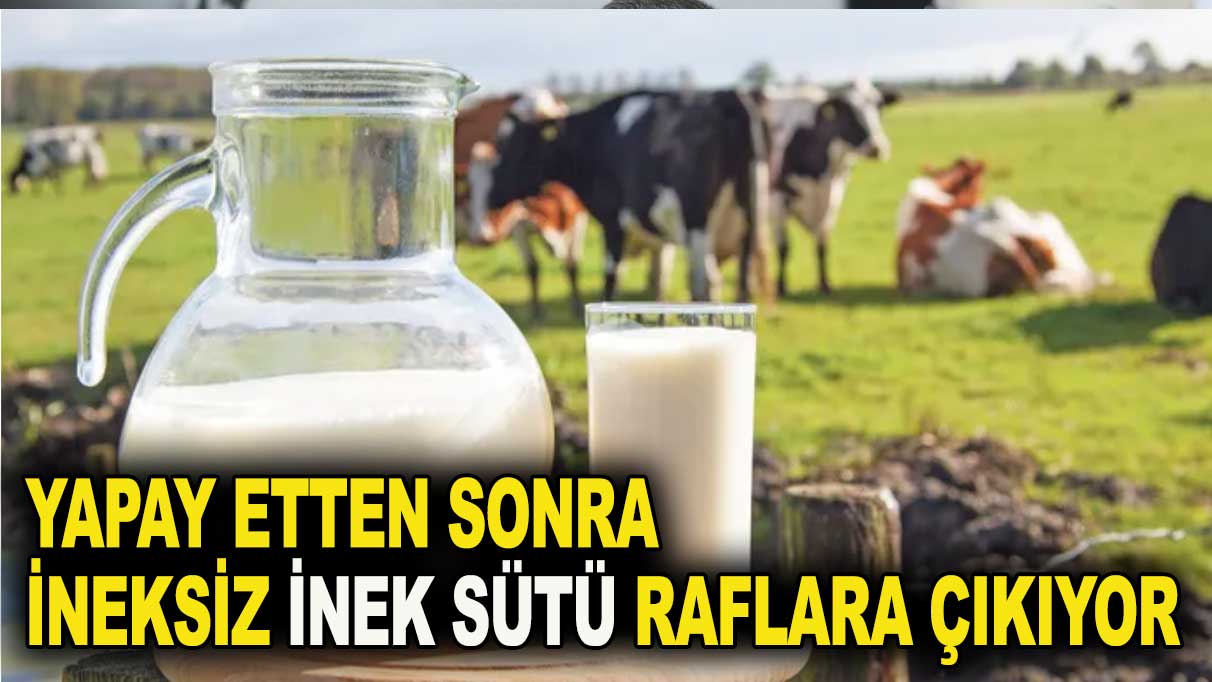 İneksiz inek sütü raflarda yerini alıyor