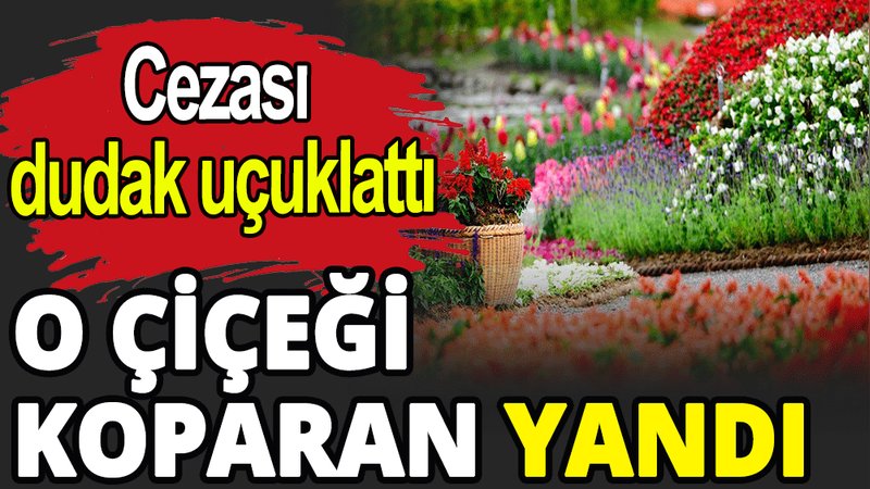 O çiçeği koparan yandı