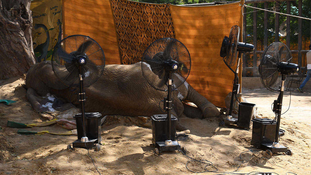 Karaçi Hayvanat Bahçesindeki fil 'Noor Jehan' yaşamını yitirdi