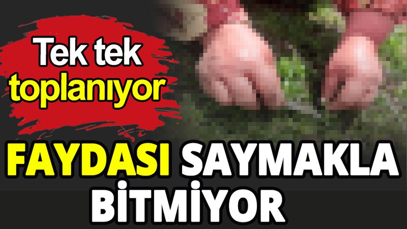 Faydası saymakla bitmiyor
