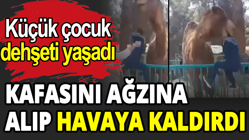 Deve, çocuğun kafasını ağzına alıp havaya kaldırdı