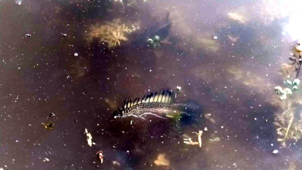 Bursa'da tuhaf canlı