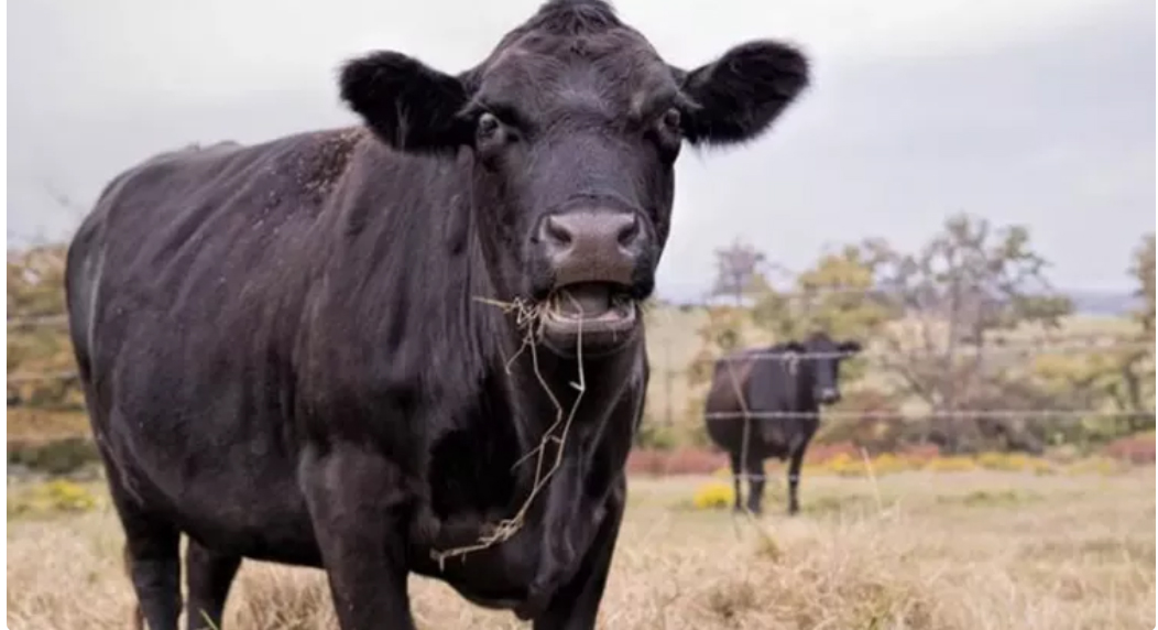 12 yaşındaki çocuğu öldüren inek tutuklandı