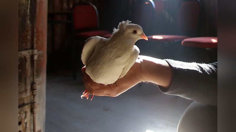 Sahibinin ömrünü uzatan güvercin