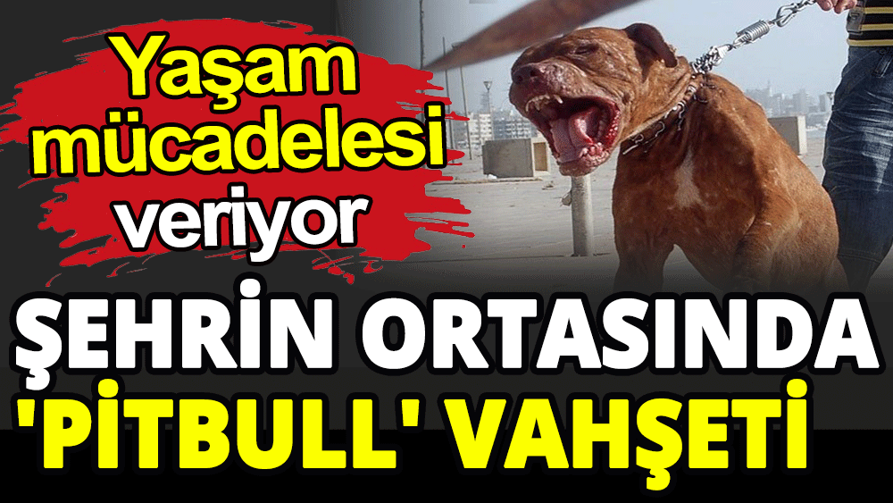 Şehrin ortasında 'Pitbull' vahşeti