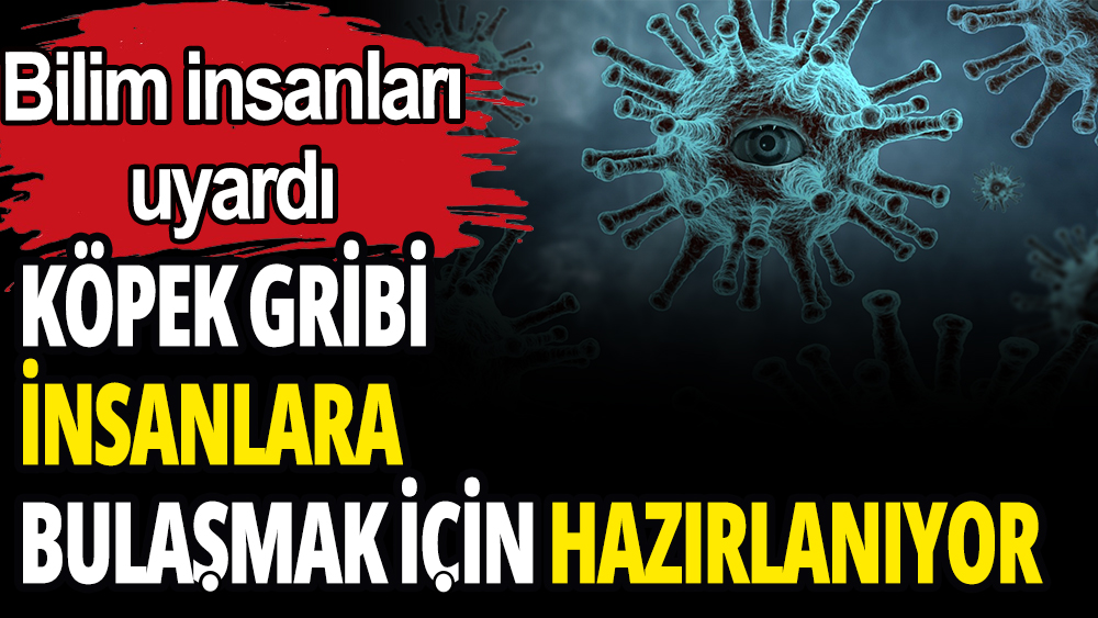 Köpek Gribi insanlara bulaşmak için hazırlanıyor: 4 binden fazla köpek incelendi