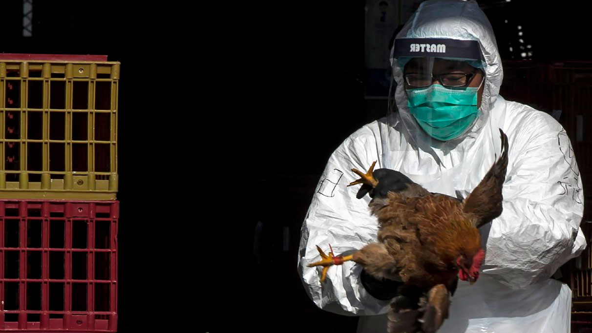 H5N1 virüsü doğal hayatı da esir aldı: O türün popülasyonu yüzde 15 azaldı!