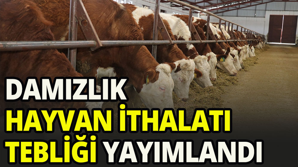 Damızlık hayvan ithalatı tebliği yayımlandı