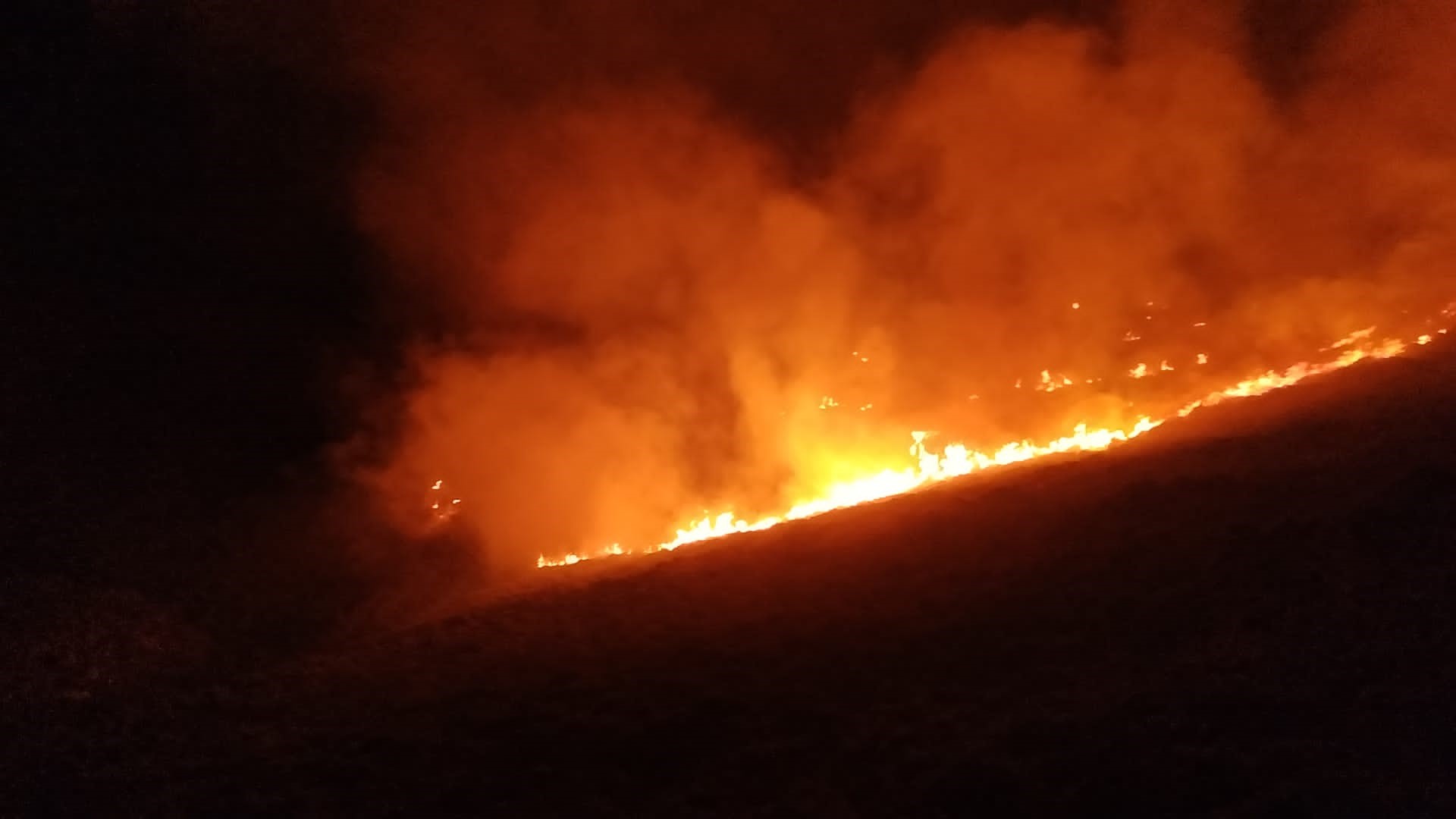 Bodrum'da arazide yangın