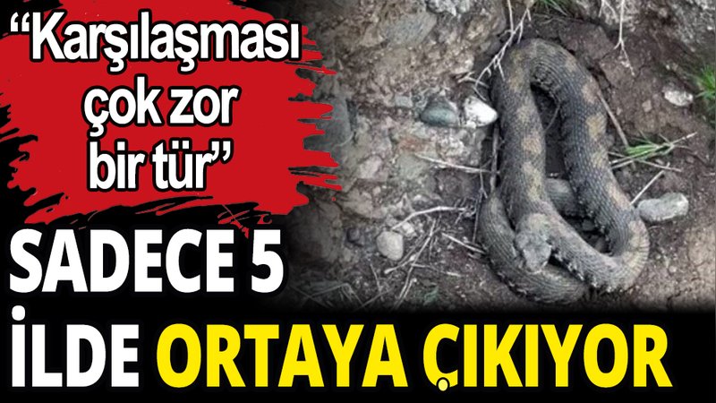 Çok nadir ortaya çıkan yılan Hakkari'de görüntülendi: ''Böylesini görmedik''