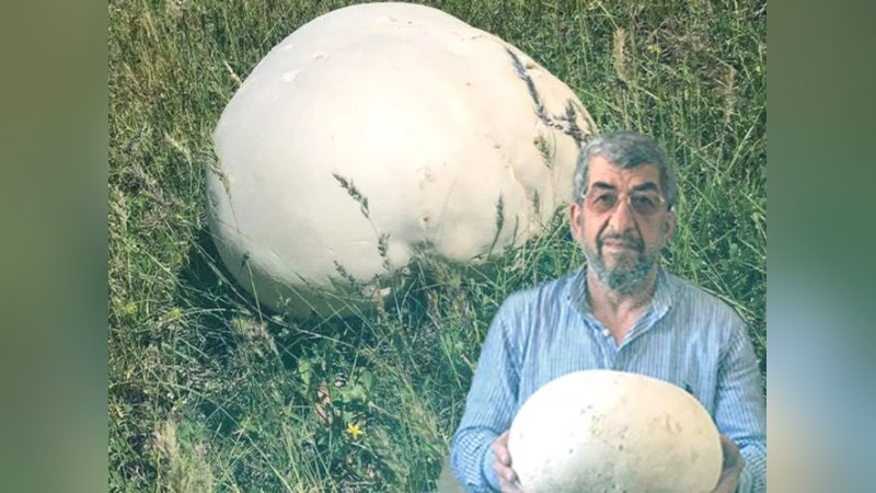 Gezintiye çıkan köylüler buldu: Şaşkınlıklarını gizleyemediler