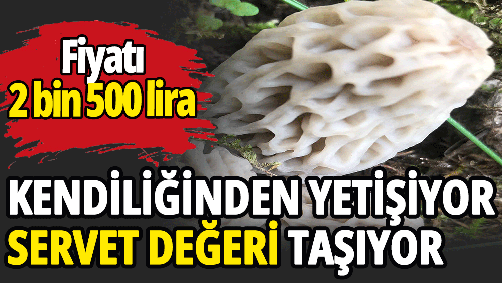 Kendiliğinden yetişiyor servet değeri taşıyor