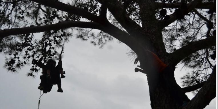 Ağaçlardan paraşütçü topladılar