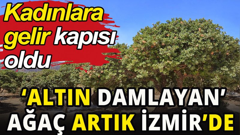'Altın damlayan' ağaçlar artık İzmir'de