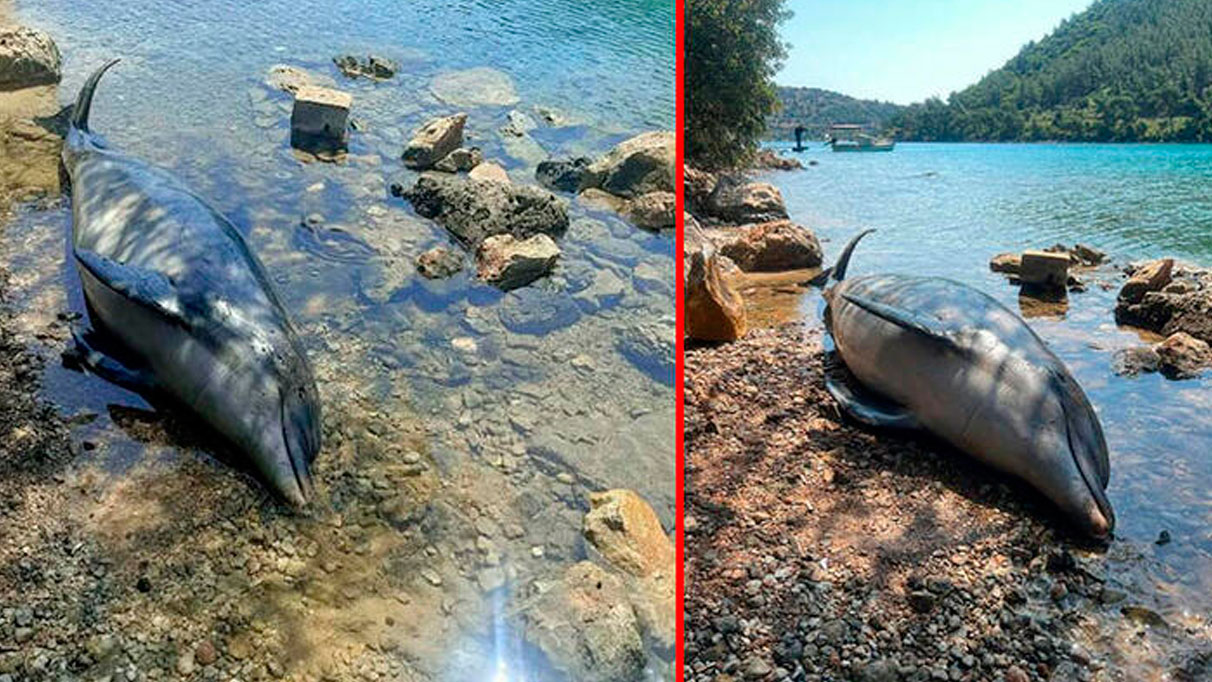 Ölü yunus Bodrum'da sahile vurdu: Vücudunda dikkat çeken detaylar ortaya çıktı