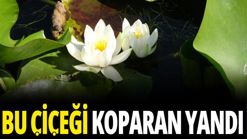 Bu çiçeği koparan yandı