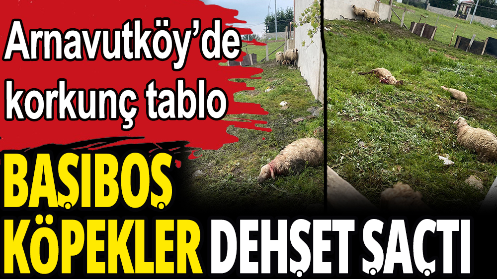 Arnavutköy'de başıboş köpekler dehşet saçtı